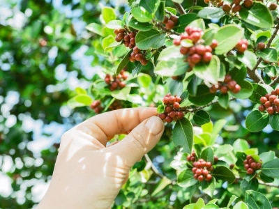 Giá cà phê hôm 22/3: Robusta tiếp tục tăng, trong nước cán mốc 42.000đồng/tấn