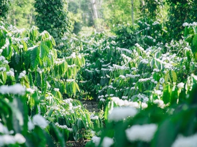 Giá cà phê hôm 23/3: Arabica tiếp tục tăng khi đầu cơ mua mạnh