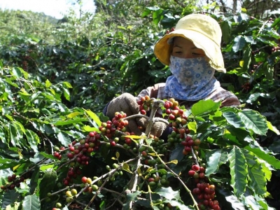 Giá cà phê hôm 24/1: Xáo động trước cuộc họp của Fed, Robusta giảm