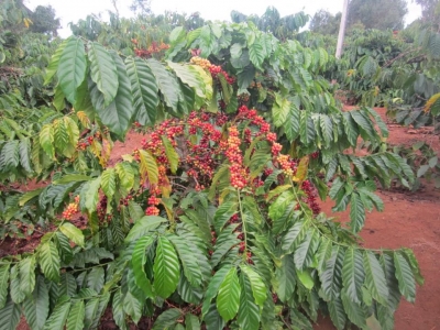 Giá cà phê hôm 24/2: Arabica tiếp tục tăng nhẹ, Robusta quay đầu giảm