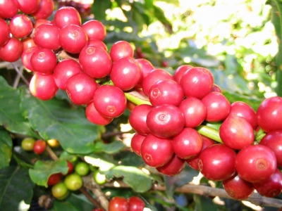 Giá cà phê hôm 23/4: Robusta tăng tiếp do sợ thiếu hàng trong ngắn hạn