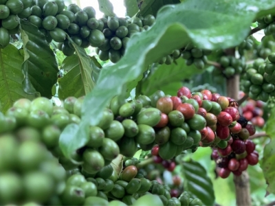 Giá cà phê hôm 20/9: Arabica tiếp tục tăng, trong nước giữ mốc 68.000 đồng/kg