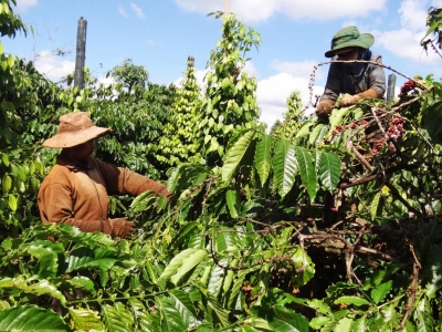 Giá cà phê hôm 26/2: Quay đầu tăng nhẹ, Robusta gần mốc 2.300 USD/tấn