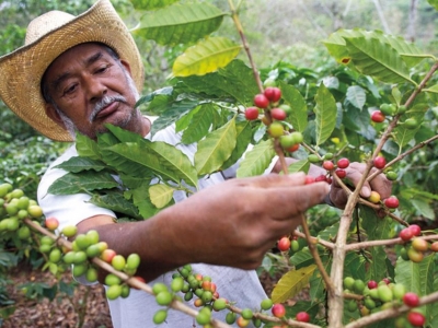 Giá cà phê hôm 26/9: Giá cà phê tiếp tục tăng cho đến cuối năm