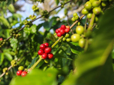 Giá cà phê hôm 26/9: Robusta tăng nhưng chịu sức ép từ đồng USD mạnh