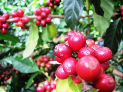 Giá cà phê hôm 27/1: Arabica tiếp tục tăng, Robusta quay đầu giảm