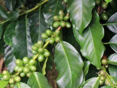 Giá cà phê hôm 27/9: Đồng loạt tăng trở lại, trong nước gần 67.000 đồng/kg
