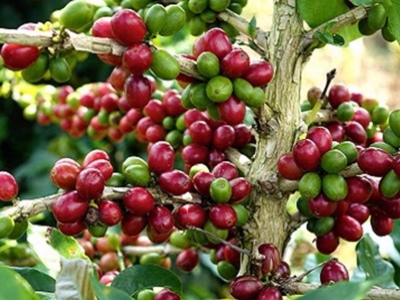 Giá cà phê hôm 28/5: Arabica tiếp tục tăng, trong nước 42.000 đồng/tấn