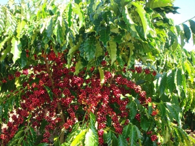 Giá cà phê hôm 30/3: Quỹ đầu cơ mua mạnh đẩy giá Arabica tăng