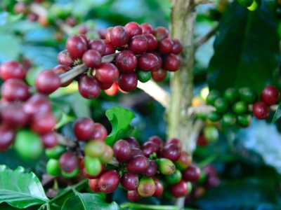 Giá cà phê hôm 30/6: Arabica tăng rất mạnh đưa Robusta khỏi vùng nguy hiểm