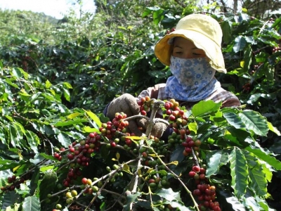 Giá cà phê hôm 3/1: Cà phê nội địa giảm trong khi Robusta tiếp tục tăng mạnh, cách nào để đối phó?