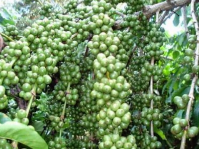 Giá cà phê hôm 31/10: Giảm gần 6.000 đồng/kg/tháng, chờ động thái của Fed