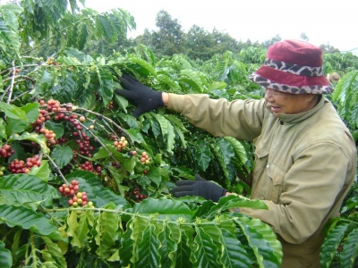 Giá cà phê hôm 4/3: 3 nguyên nhân chính đẩy Robusta xuống dưới 2.000USD/tấn