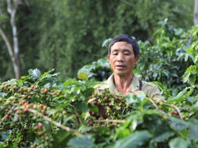 Giá cà phê hôm 4/7: Vì sao giá Robusta liên tiếp giảm?