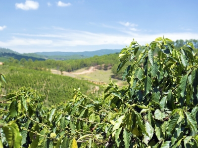 Giá cà phê hôm 04/8: Lực bán mạnh từ Brazil đẩy cà phê cùng giảm