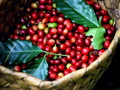 Giá cà phê hôm 5/1: Arabica quay đầu tăng mạnh, Robusta thanh lý chốt lời ngay phiên đầu tiên năm mới