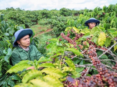 Giá cà phê hôm 06/4: Nguyên nhân Arabica liên tiếp tăng
