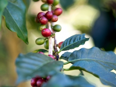 Giá cà phê hôm 8/8: Tăng mạnh cả 2 sàn, trong nước thêm 1.000 đồng/kg