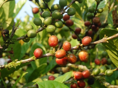 Giá cà phê hôm 9/4: Arabica tăng mạnh, Robusta thêm 30 USD/tấn