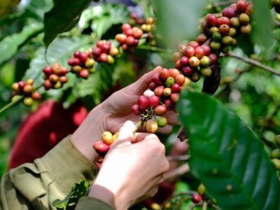 Giá cà phê hôm nay 25/4: Robusta tiếp tục gây sốc, trong nước vượt 130.000 đồng/kg