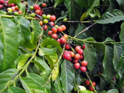 Giá cà phê hôm 20/4: Hàng Robusta chất lượng cao bán gấp đôi giá sàn