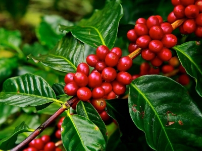 Giá cà phê hôm 24/3: Arabica tiếp tục tăng, trong nước cao nhất 41.500đồng/kg
