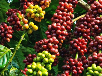 Giá cà phê hôm 04/6: Tăng trở lại