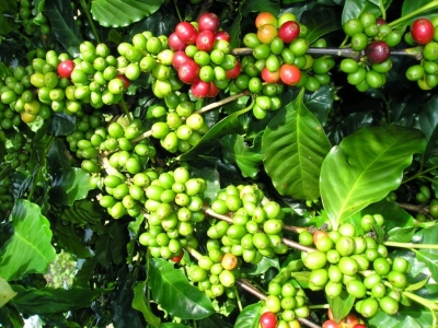 Giá cà phê hôm 12/6: Tăng 500 - 600 đồng/kg