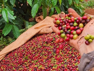 Giá cà phê hôm nay 10/6: Tăng 300 - 500 đồng/kg