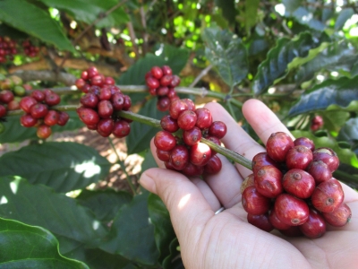 Giá cà phê hôm 11/6: Giảm về dưới mốc 85.000 đồng/kg