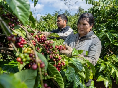 Giá cà phê hôm 6/6: Giảm tiếp, Arabica lao dốc