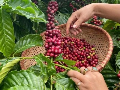 Giá cà phê hôm 8/6: Giảm tuần thứ hai liên tiếp