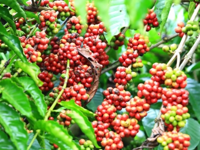 Giá cà phê hôm 5/6: Cao nhất 86.000 đồng/kg